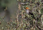 White-browed Tit-spinetail